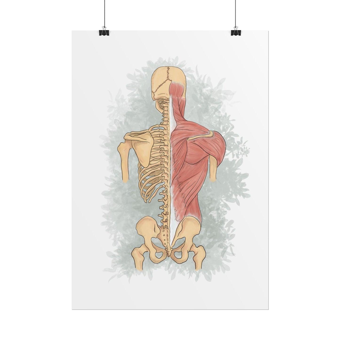 Spine & Musculoskeletal System Poster, Wall Art for Anatomy Lovers & Health Professionals, Clinic Office Decor