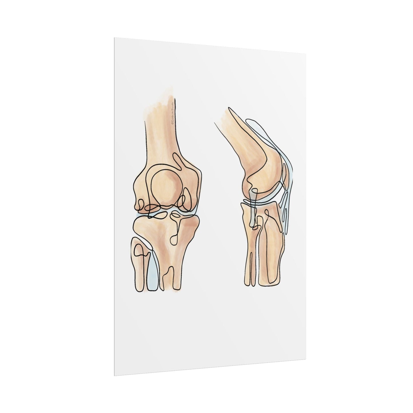 Knee Anatomy Line Art Poster for Health Profesionals - DC Maike Perello