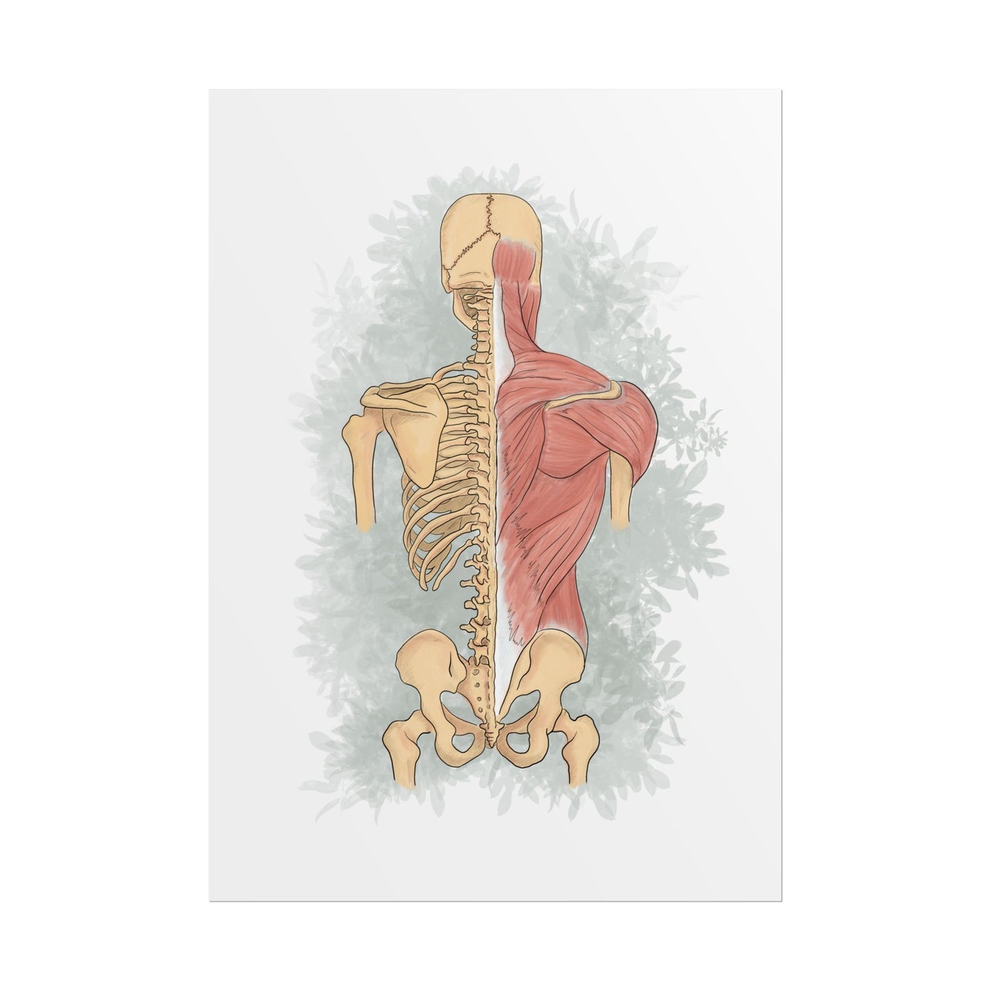 Spine & Musculoskeletal System Poster, Wall Art for Anatomy Lovers & Health Professionals, Clinic Office Decor