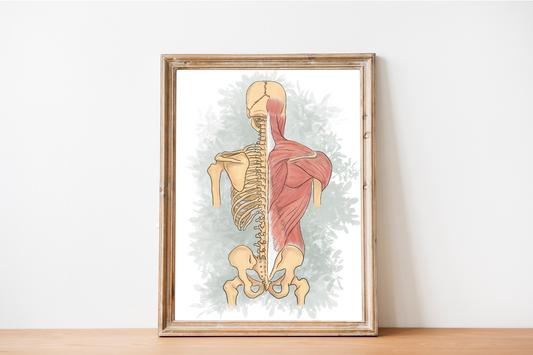 Spine & Musculoskeletal System Poster, Wall Art for Anatomy Lovers & Health Professionals, Clinic Office Decor