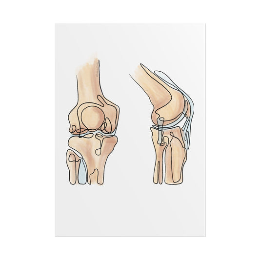 Knee Anatomy Line Art Poster for Health Profesionals - DC Maike Perello